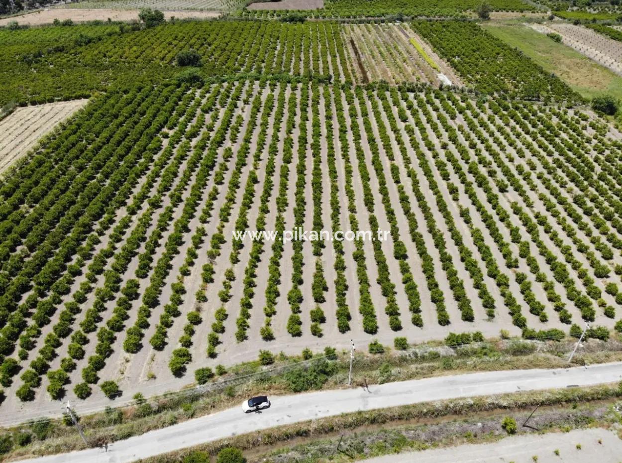Ortaca Mergenlide 13 500 M2 Tarla Satılık