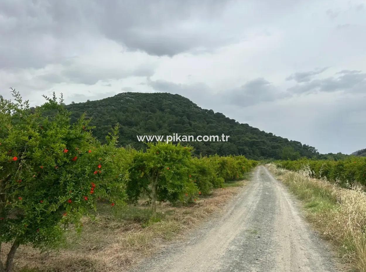 Muğla Dalyanda 6 250 M2 Bakımlı Kelepir Nar Bahçesi Satılık