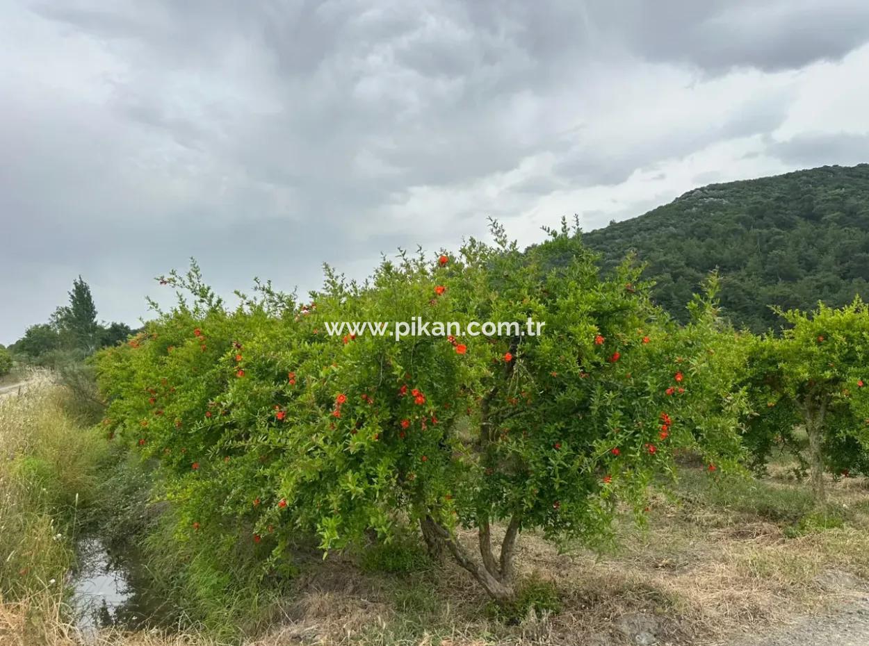 Muğla Dalyanda 6 250 M2 Bakımlı Kelepir Nar Bahçesi Satılık