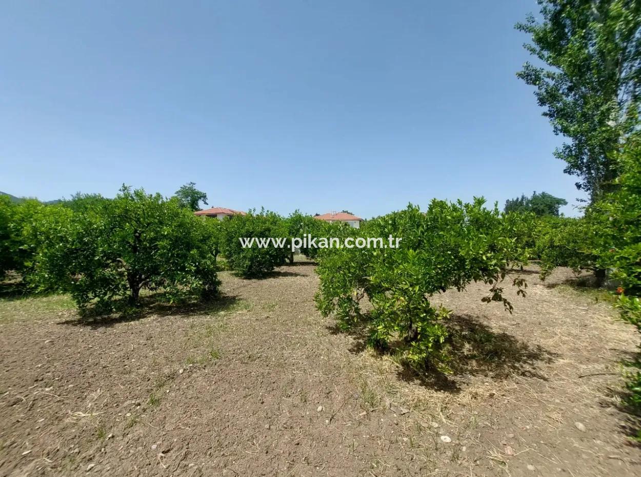 Ortaca Kemaliyede  Rızai Taksimli 500 M2 Arazi Acil Satılık