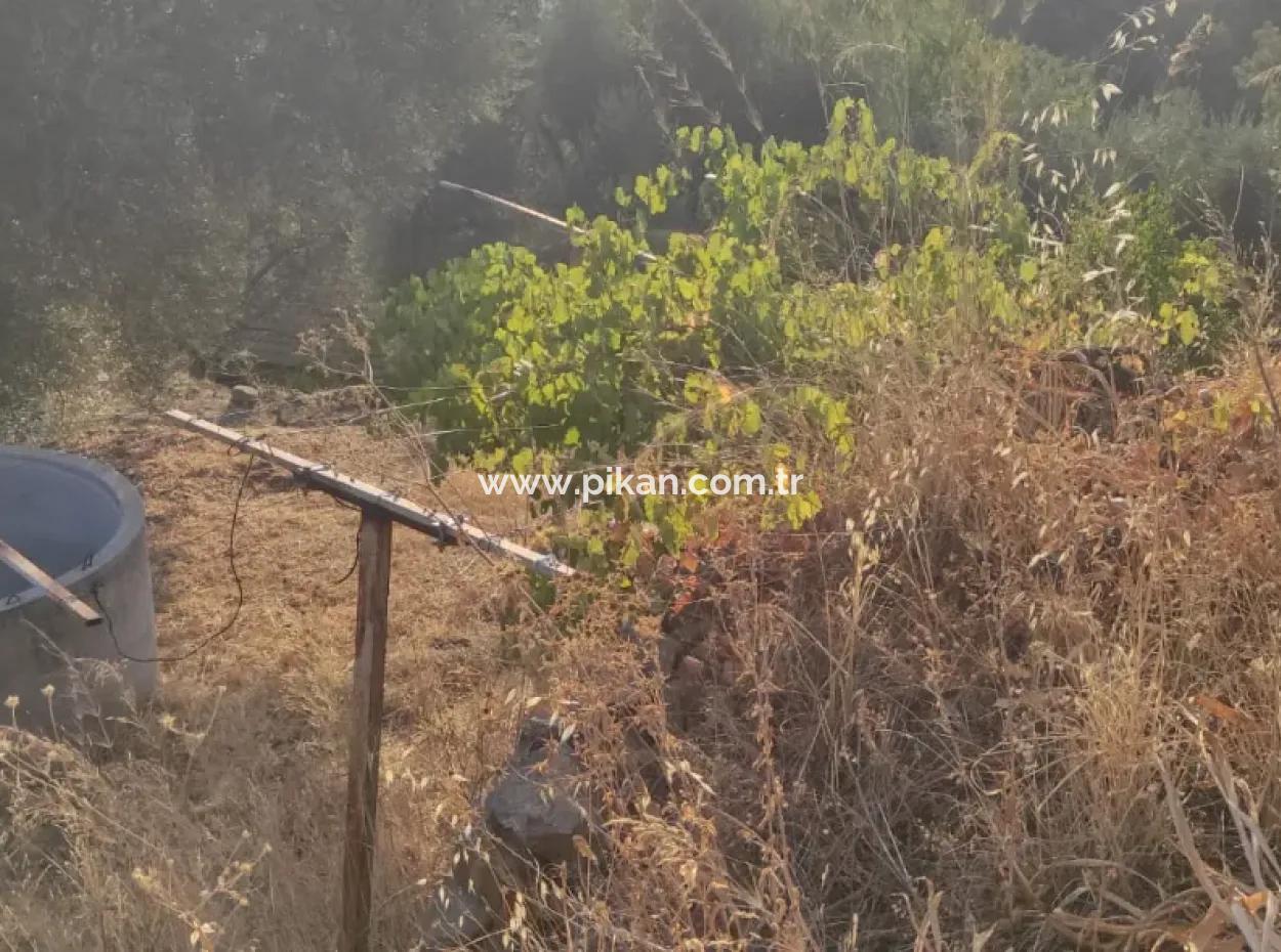 Muğla, Dalaman, Elcik 1 100 M2, Müstakil Arazide, 60 M2 Köy Ev Satılık
