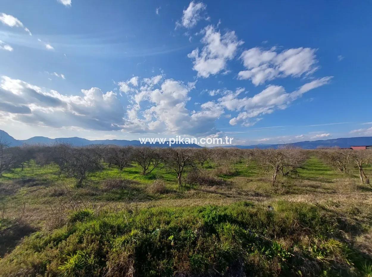 Ortaca Tepearasında  24.800 M2 Yatırım Ve Zirayi Krediye Uygun Nar Bahçesi Satılık