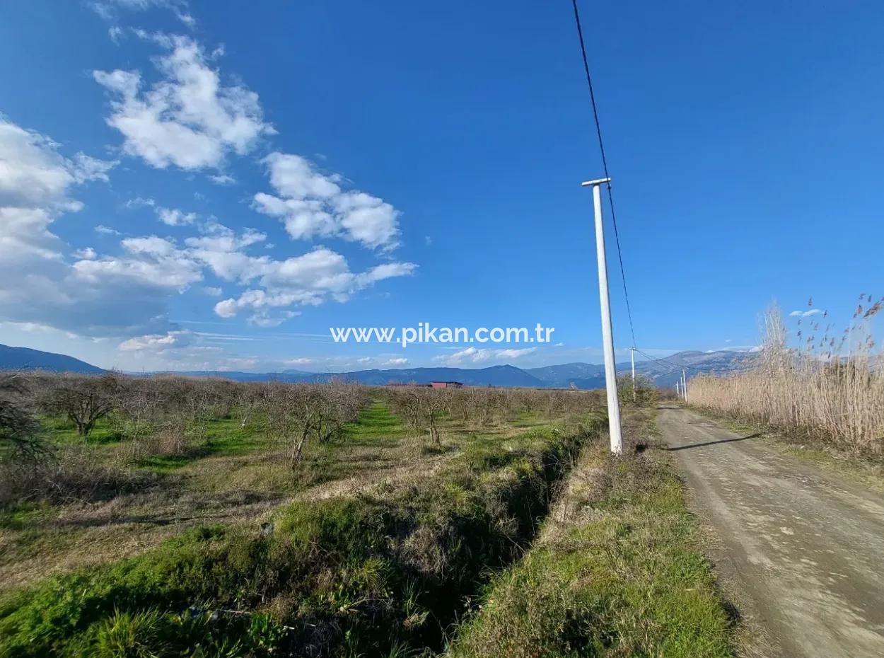 Ortaca Tepearasında  24.800 M2 Yatırım Ve Zirayi Krediye Uygun Nar Bahçesi Satılık