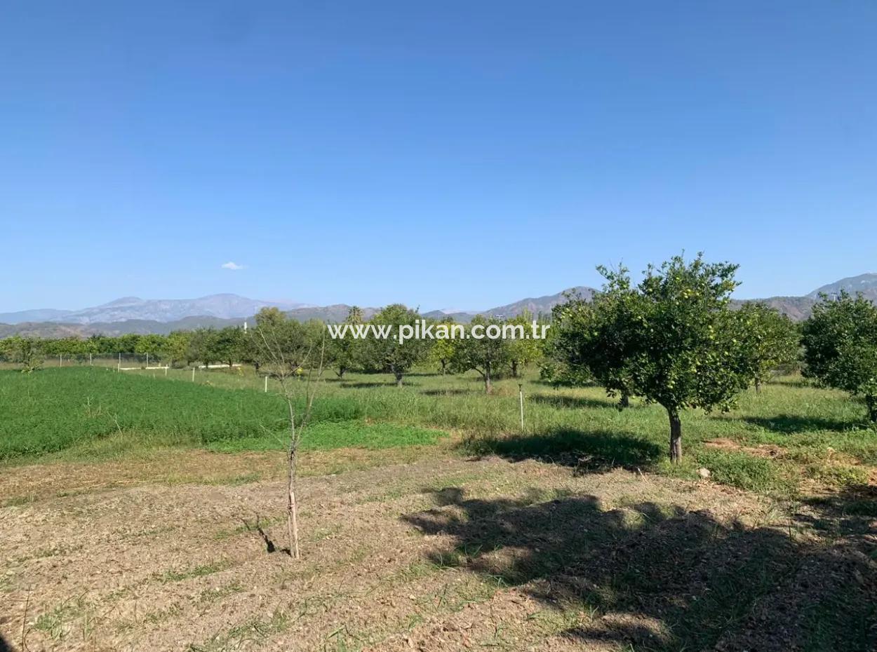 Ortaca Arıkbaşında 5400 M2 Hazır Çiftlik Satılık