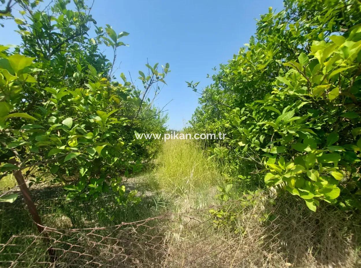 Muğla Dalyan’da 5.200 M² Kiralık Limon Ve Portakal Bahçesi