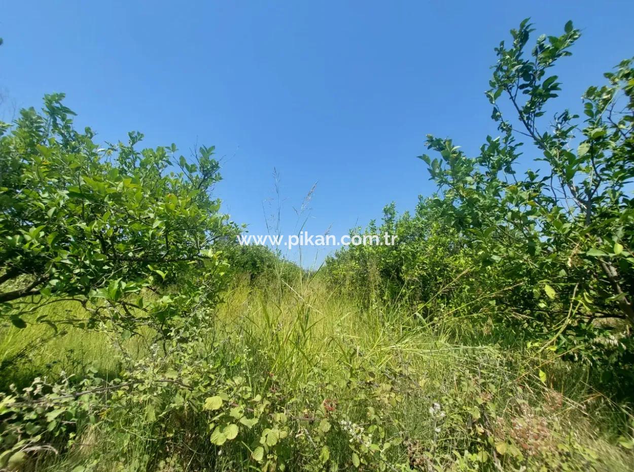 Muğla Dalyan’da 5.200 M² Kiralık Limon Ve Portakal Bahçesi