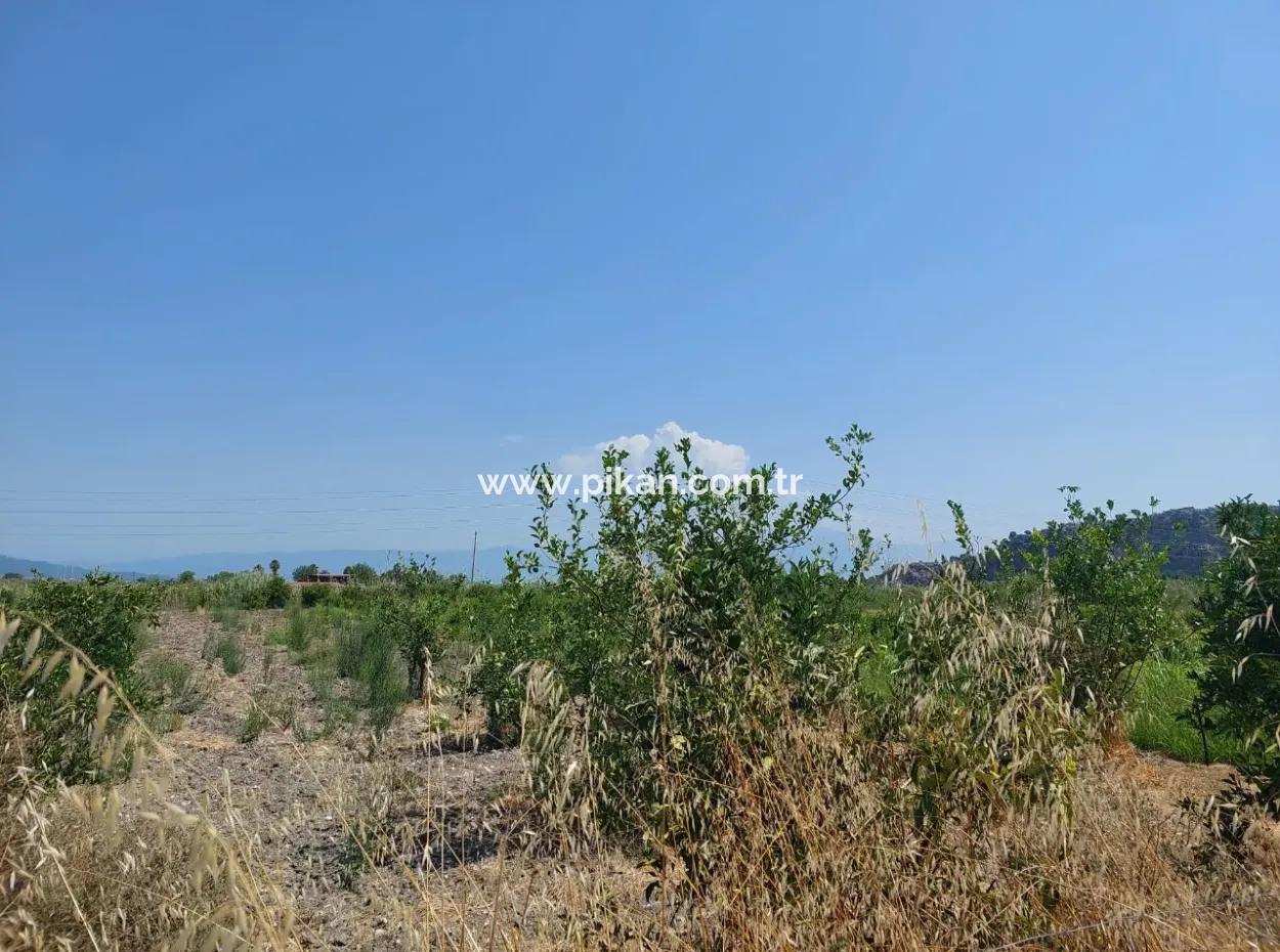 Muğla Dalyan'da İmara Sıfır, Dalyan Kanalına Yakın 2.800 M² Satılık Arazi
