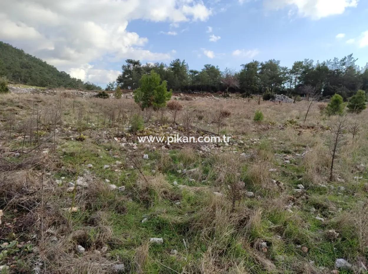 Muğla Milas Yoğunoluk’ta 11.600 M² Düz Kelepir Arazi Satılık