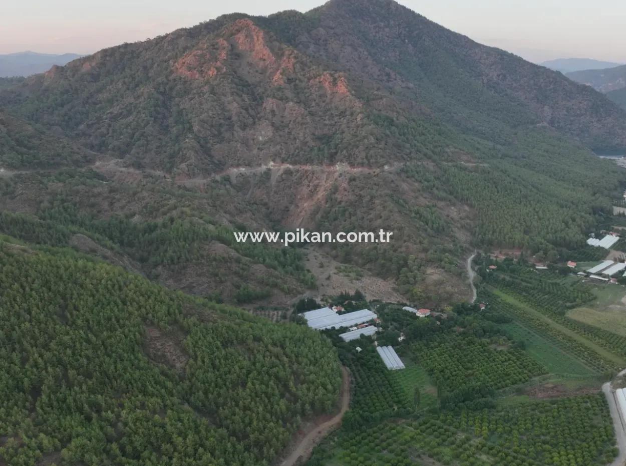 Ortaca Çaylı’da 150 M² İnşaat Hakkı Olan Müstakil 5.000 M² Limon Bahçesi Satılık Veya Takas