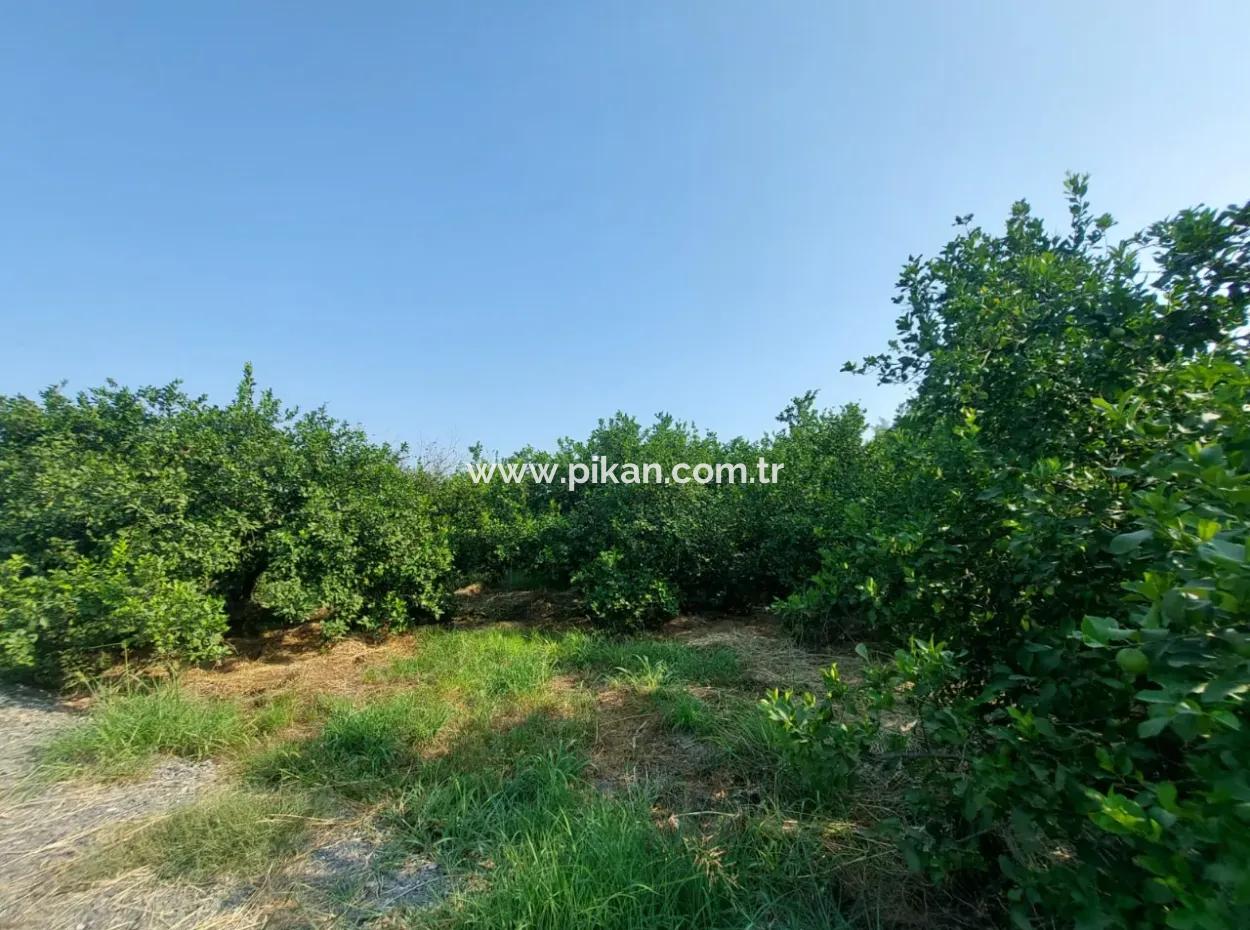 Ortaca Karadonlar’da 4.500 M² Bakımlı Limon Bahçesi Satılık