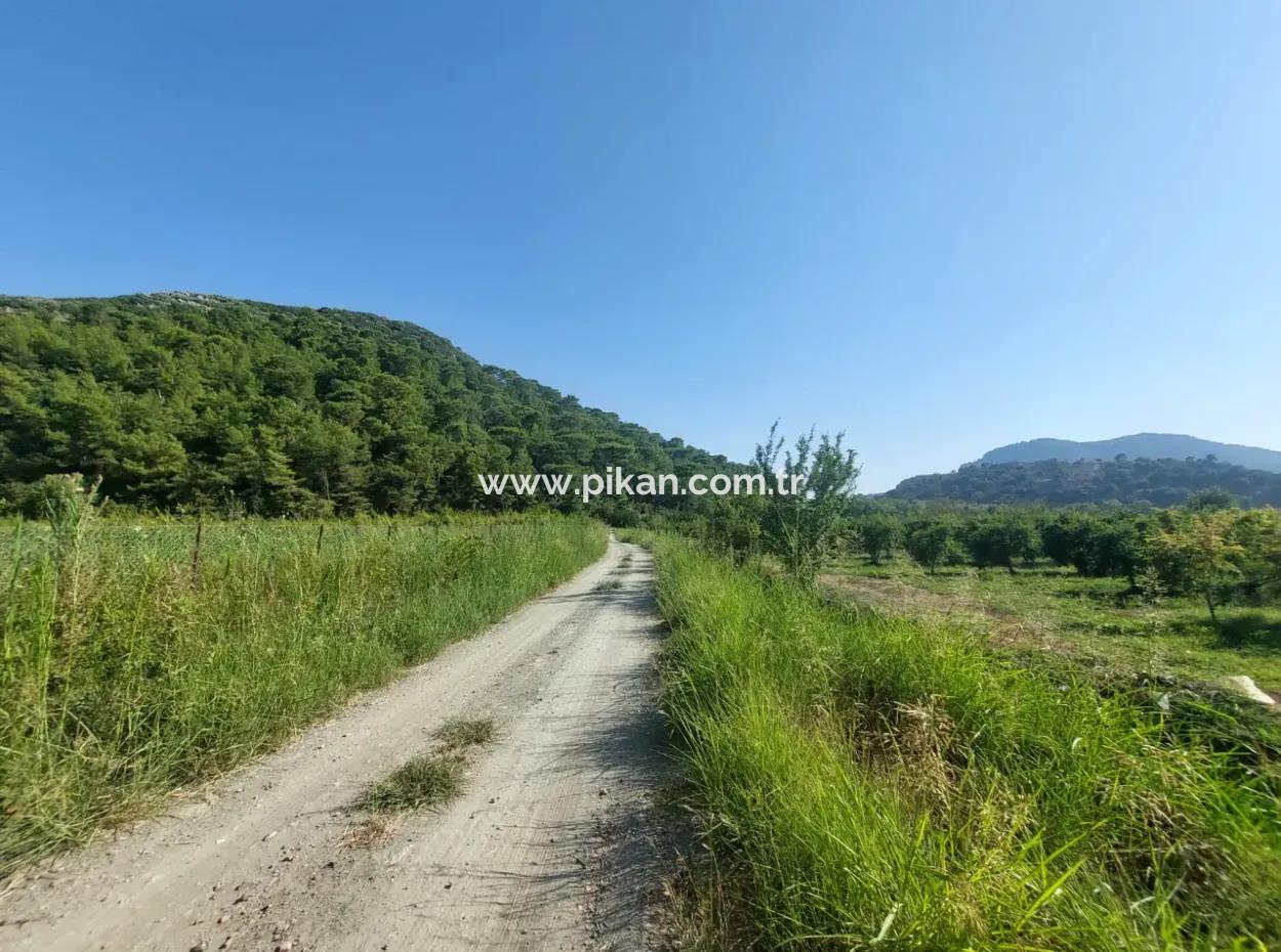 Ortaca Dalyan’da 73,500 M² Yatırıma Uygun Nar Bahçesi Satılık