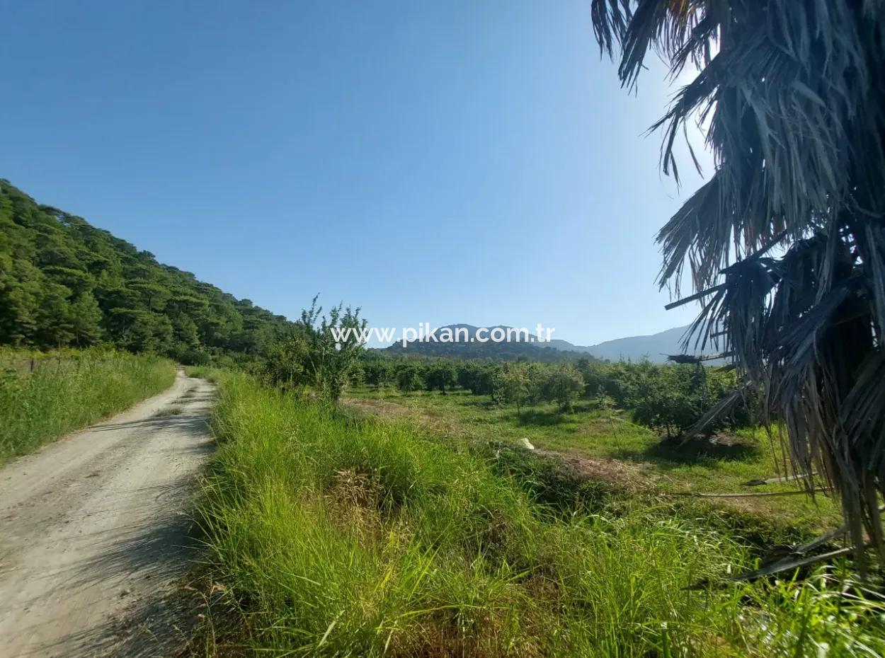 Ortaca Dalyan’da 73,500 M² Yatırıma Uygun Nar Bahçesi Satılık