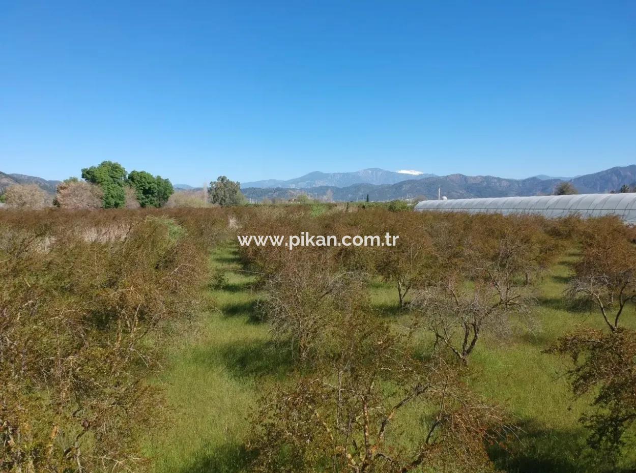 Ortacada Satılık Kelepir Nar Bahçesi