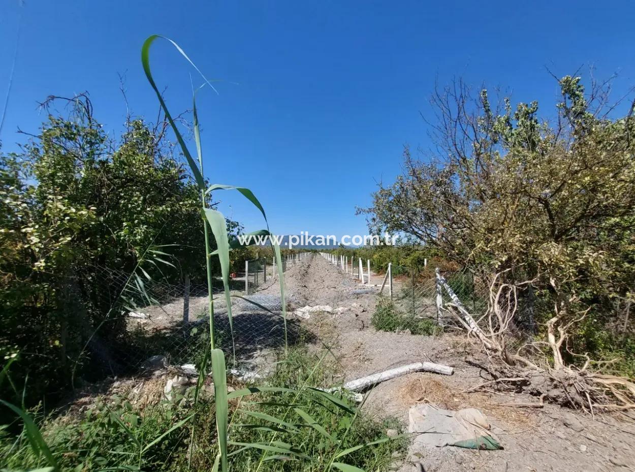 Ortaca Tepearasında  8126  M2 Yatırım Ve Zirayi Krediye Uygun Nar Bahçesi Satılık
