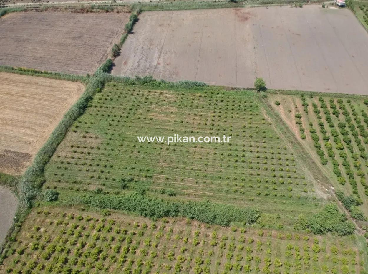 Ortaca Tepearası Nda 13 700 M2 Kelepir Arazi Satılık