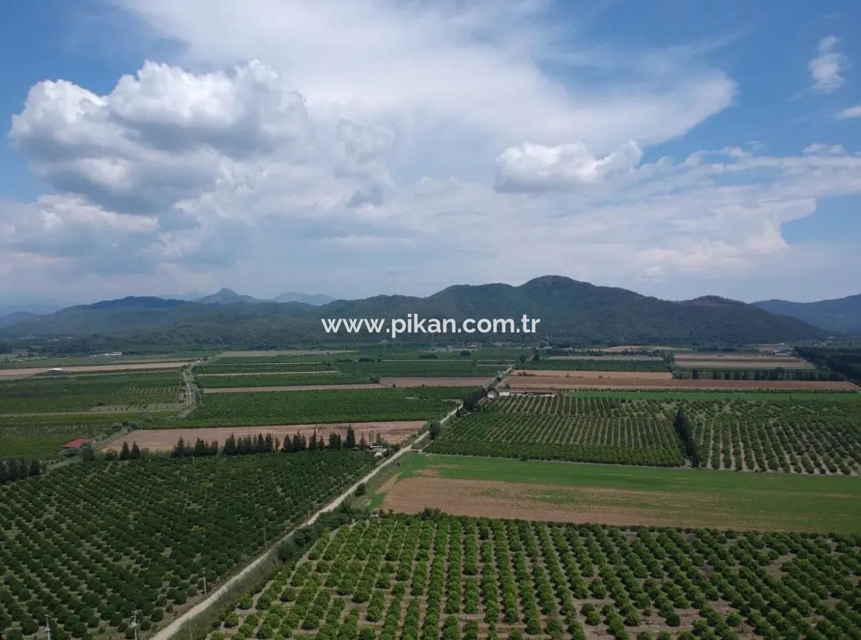 Ortaca Tepearası Nda 13 700 M2 Kelepir Arazi Satılık