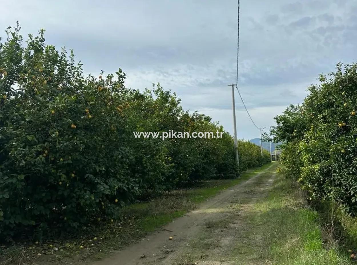 Muğla Ortaca Akıncı Da 18 Dönüm Tarla Satılık