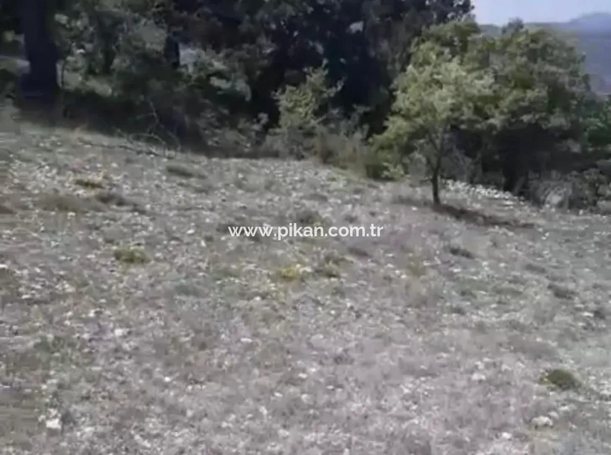Çameli Ayvacık Ta 2030 M2 Tarla Satılık