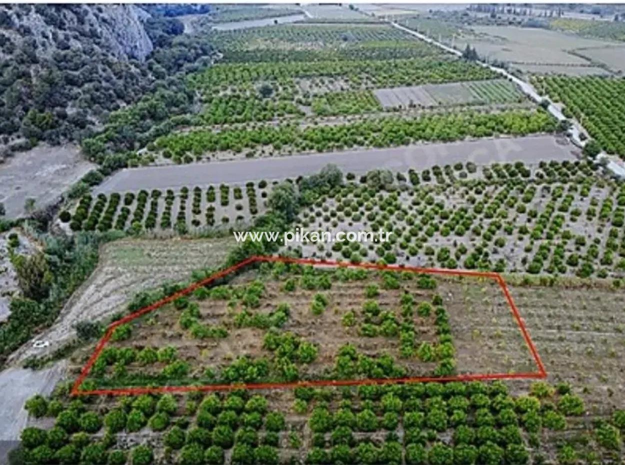 Ortaca Mergenli De  8 500  M2 Narenciye Bahçesi Satılık