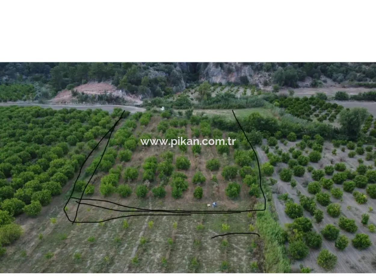 Ortaca Mergenli De  13.500  M2 Narenciye Bahçesi Satılık