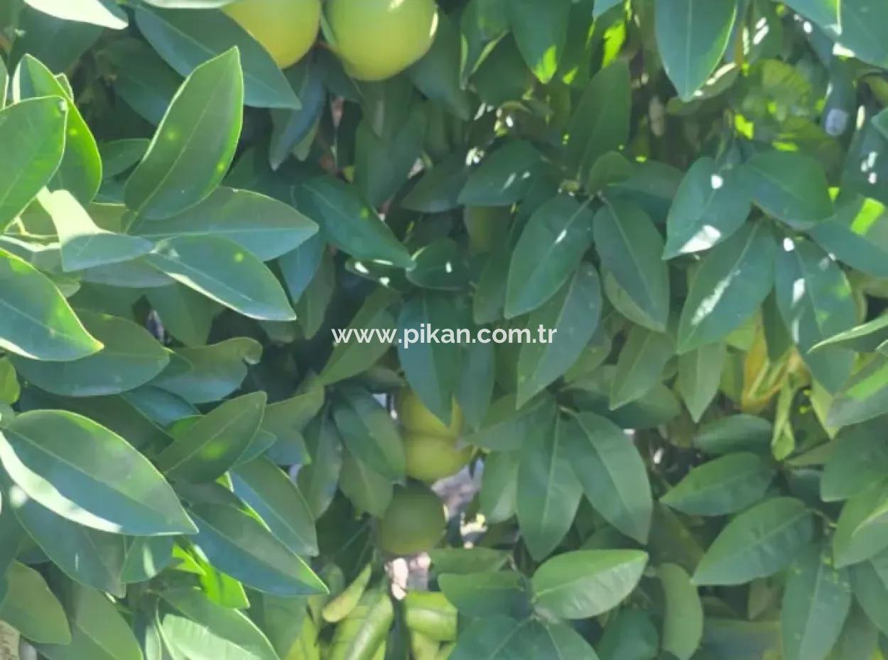 Ortaca Akıncı Sarıgerme Yoluna Sıfır 902 M2 Arsada 2+1, 70 M2 Köy Evi Satılık