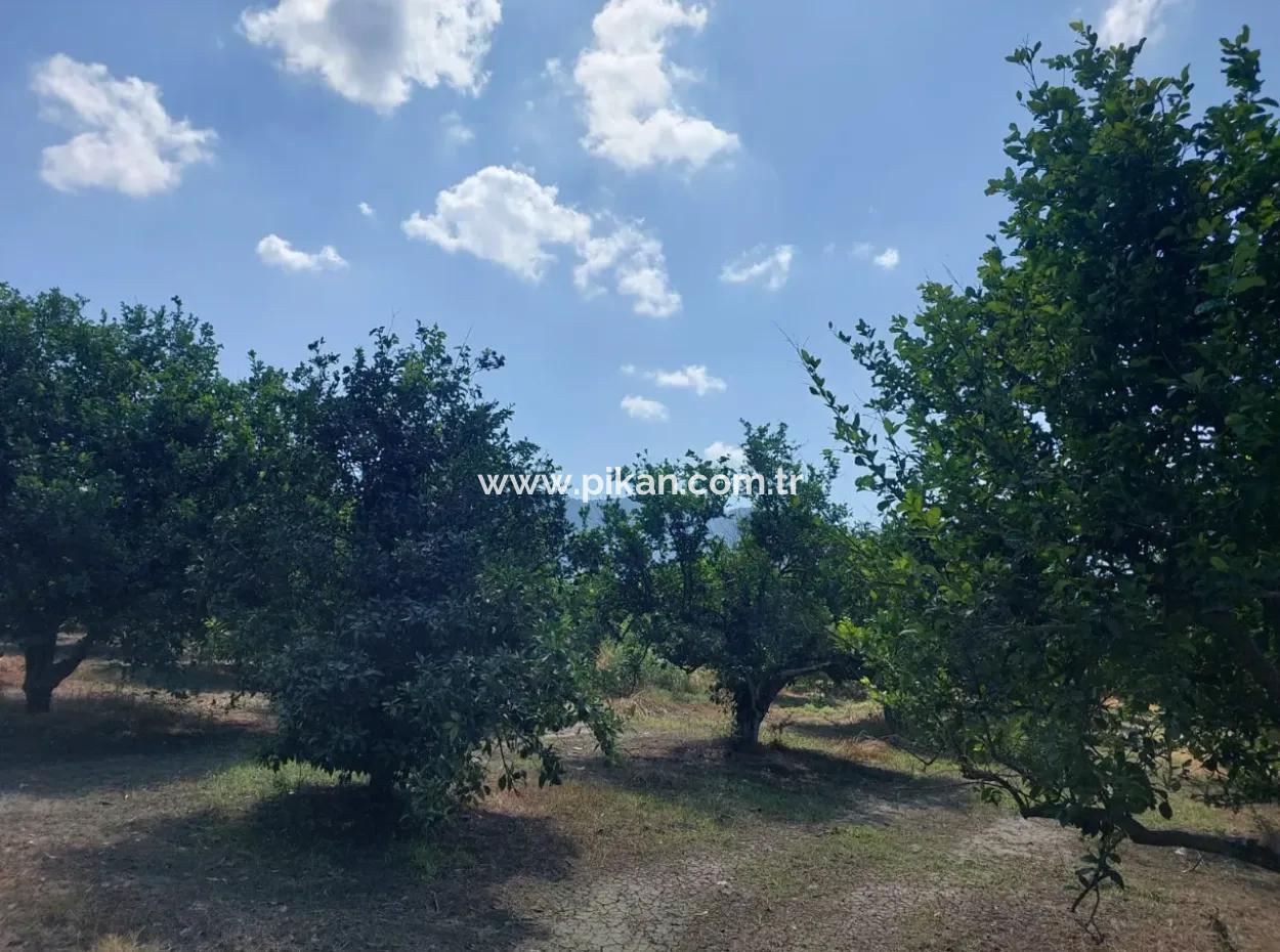 Mugla Okçular Dalyan Sınırında Da 250 M2 Koop Arsası Acil Kelepir Fiyattan Satılık