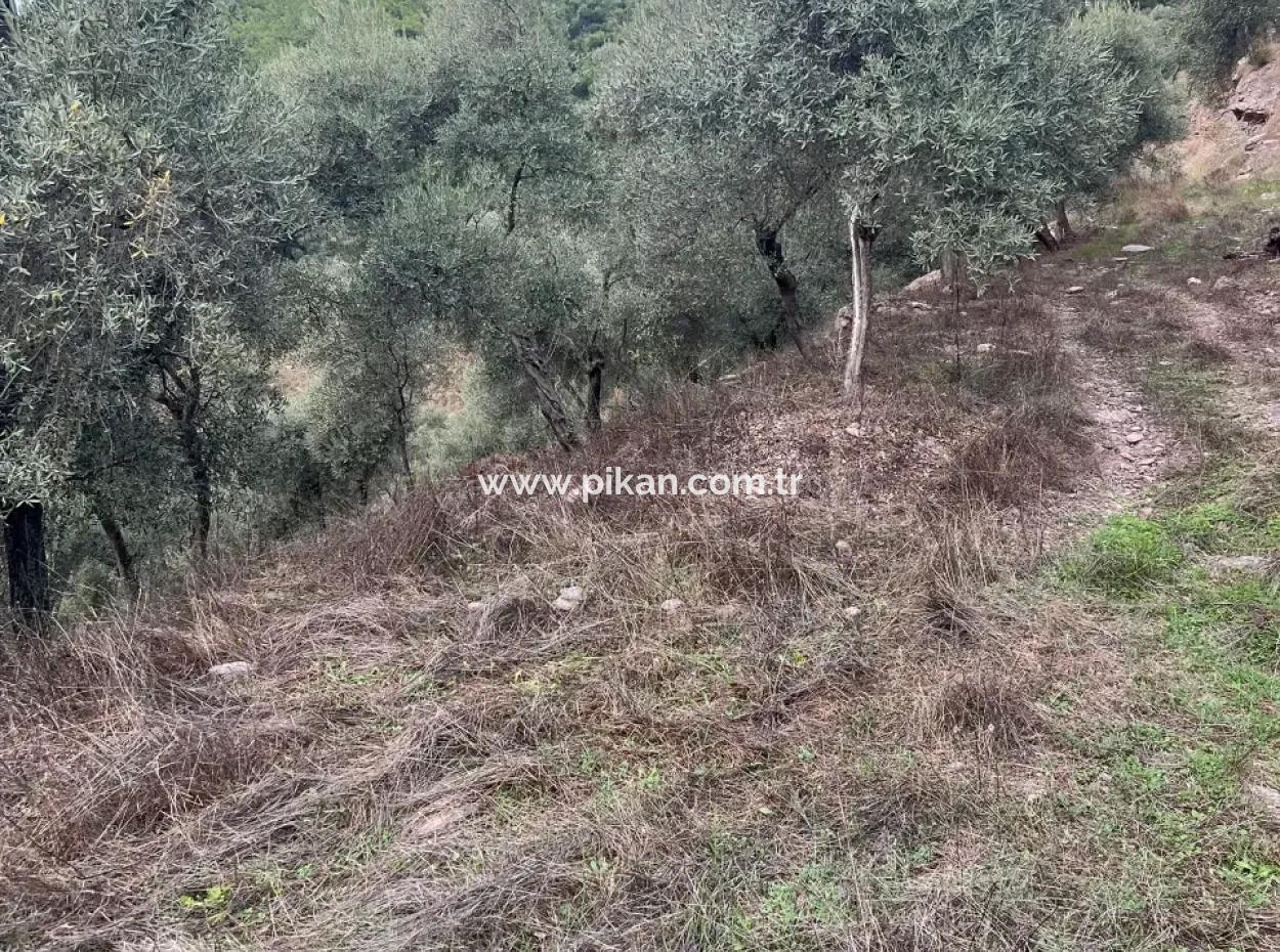 Muğla  Milas Çakıralan  Da 1.025 M2  Nitelik Zeytinlik Olan Arazi Satılık