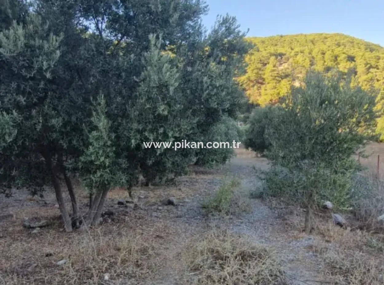 Muğla Köyceğiz Çandır Mah.4 250 M2 Zeytinlik Satılık