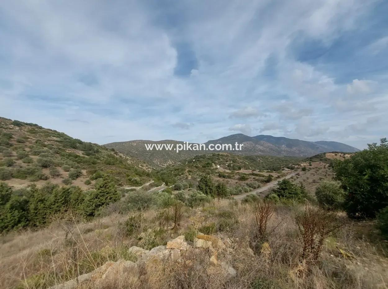 Muğla Datça Yazı’da 8.400 M² Müstakil Tapulu Satılık Kelepir Zeytinlik