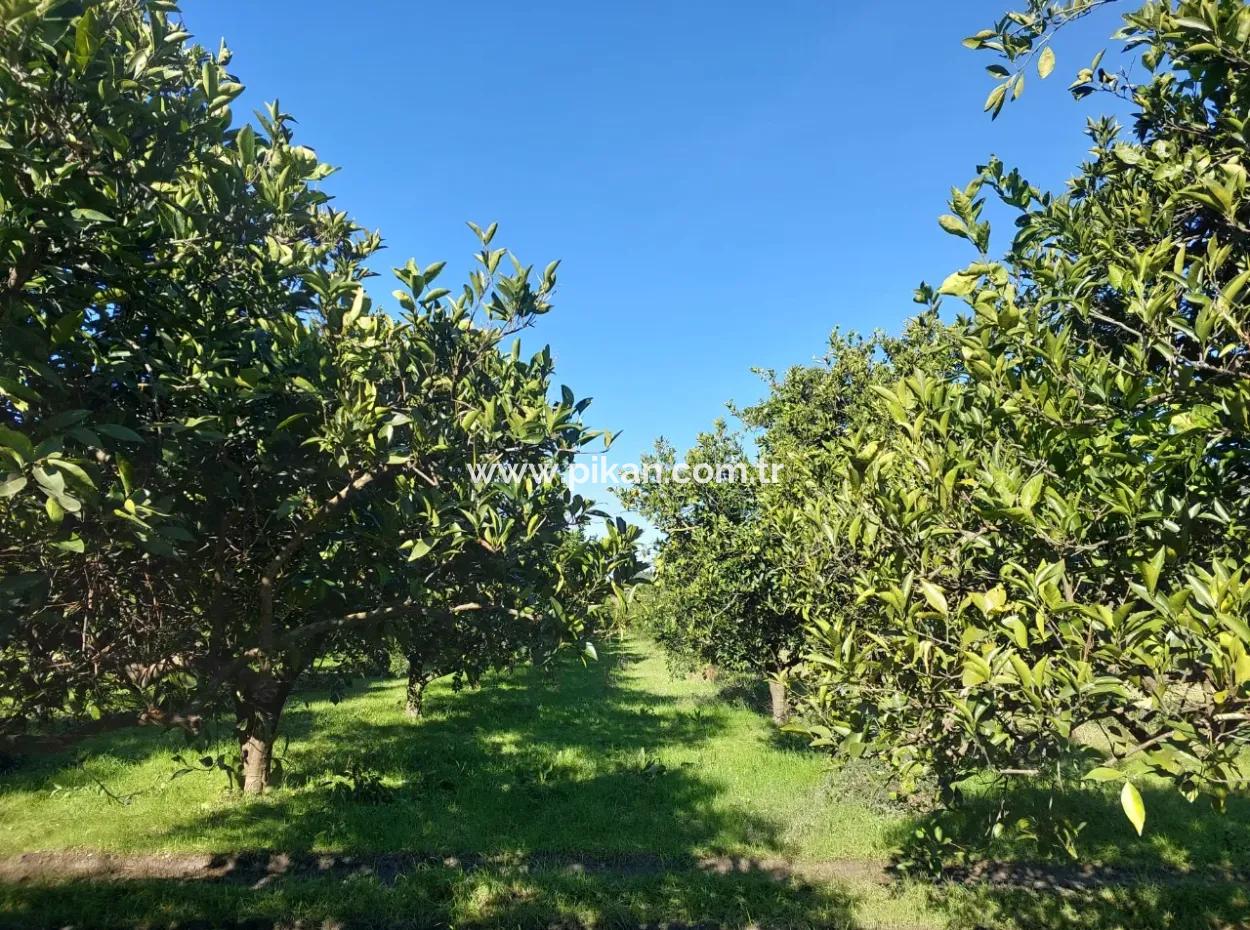 Ortaca Okçularda  250 M2 İnşaat Hakkı Olan, 1000M2 Müstakil Arsa Satılık