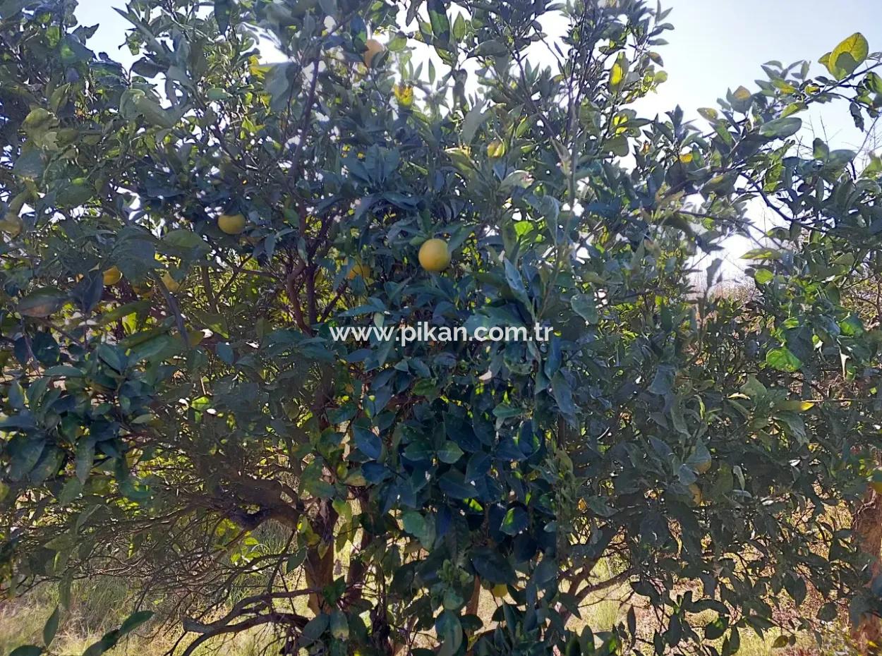 Mugla Dalyan Da 150 M2 İnşaat Hakkı Olan 4 500 M2 Arazi Satılık Veya Dalyan Dan Villa İle Takas