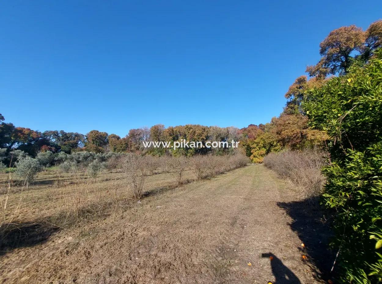 Muğla Dalyan Da Yatırıma Uygun Kelepir  Orman A Sıfır 4 000 M2 Arazi Satılık