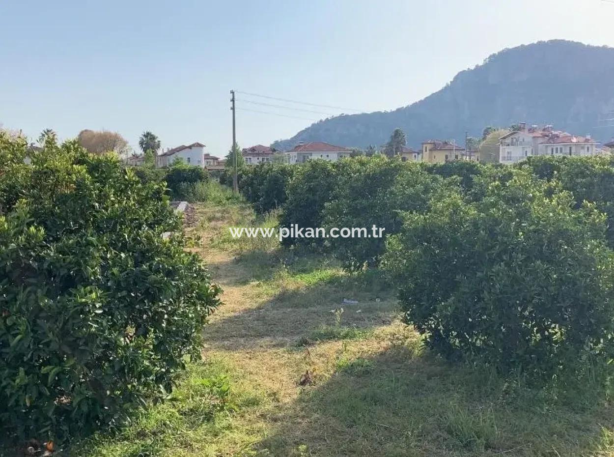 Dalyanda Satılık 830 M2 Kelepir Arsa