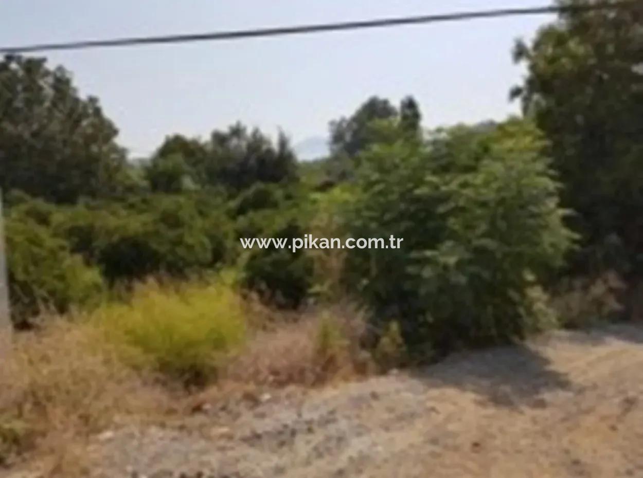 Köyceğiz Zeytinalanında Satılık Anayola Sıfır Arazi