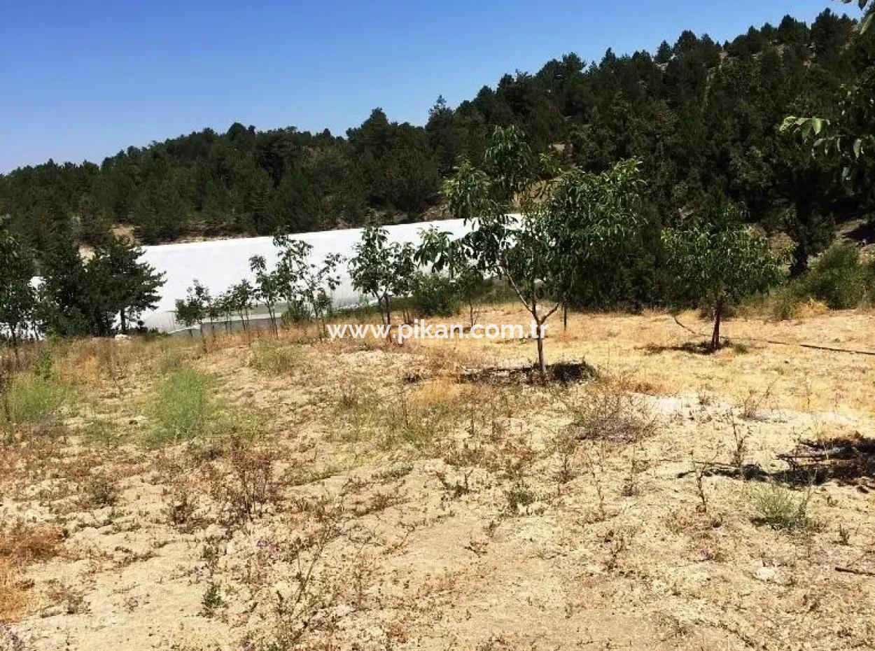 Denizli Çameli Gökçeyakada Satılık Ceviz Bahçesi