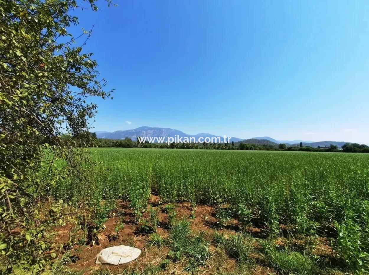 Köyceğizde Satılık Verimli Tarla