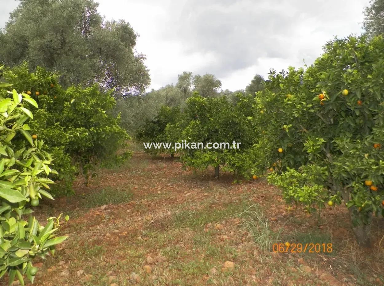 Köyceğiz Yangıda 9406 M2 Verimli Tarla Satılık