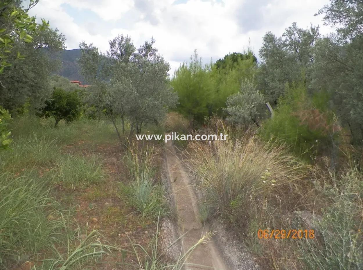 Köyceğiz Yangıda 9406 M2 Verimli Tarla Satılık