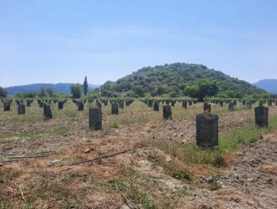 Muğla Güzelyurtta Satılık 40.000 M2  Avokado Bahçesi