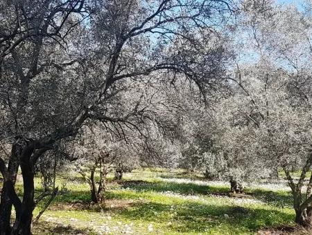 Köyceğiz Zeytinalanında Göl Manzaralı Satılık Arazi