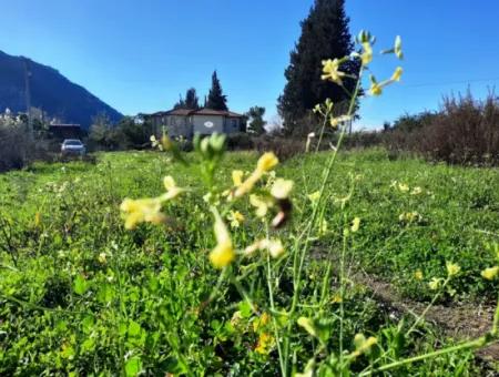 Muğla Ortaca Dalyanda Satılık Yol Cepheli 9300 M2 Yatırıma Uygun Verimli Arazi