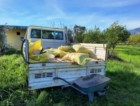 Ortaca Dalaklıda Satılık 10 000 M2 Müstakil Limon Bahçesi