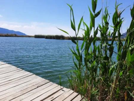 Muğla Dalyanda Satılık Kanala Sıfır Yatırıma Uygun Nar Bahçesi