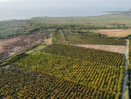 Muğla Ortaca Tepearasında Satılık Nar Bahçesi