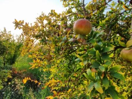 Muğla Ortaca Tepearasında Satılık Nar Bahçesi