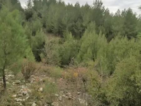 Muğla Dalaman Gürleyikte Satılık 30949 M2 Verimli Tarla