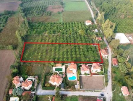 Muğla Ortaca Marmarlıda 4.000 M2  Limon Bahçesi 5 Yıllık Kiralık