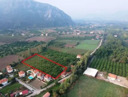 Muğla Ortaca Marmarlıda 4.000 M2  Limon Bahçesi 5 Yıllık Kiralık