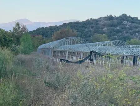 Ortaca Güzelyurtda 26.200 M2 Müstakil Tarla Ve 3.000 M2 200 Avokado Satılık
