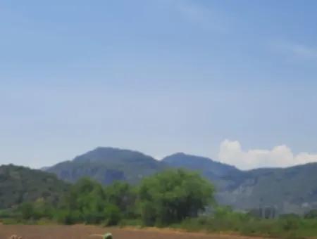 Muğla Güzelyurtta Satılık 15 600 M2 Limon Bahçesi